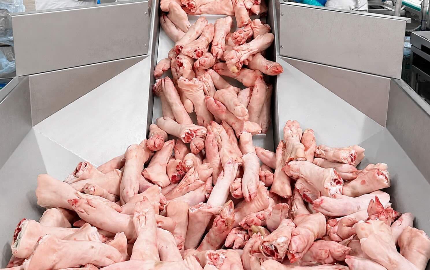 Pork hind feet being hand-graded on the packing line at SFB Holdorf