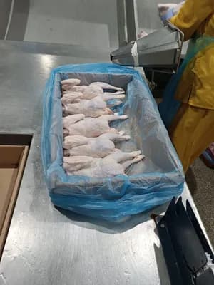 Frozen light hens 1050gr-1250gr