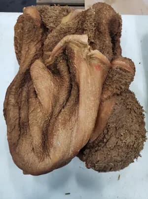 Frozen beef tripes green cat. 3