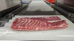 Frozen pork belly grade S 21 t