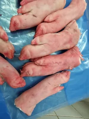 Frozen pork front feet