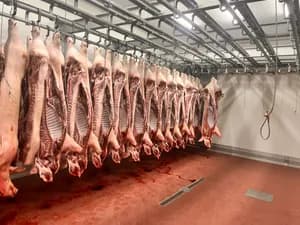 Chilled sow sides