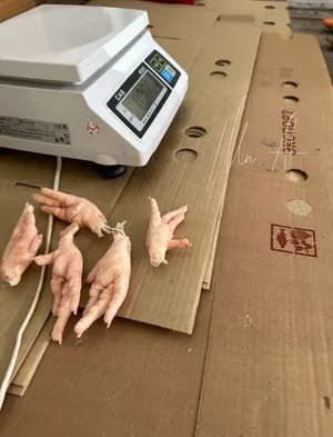 凤爪 _ FROZEN CHICKEN PAWS , GACC