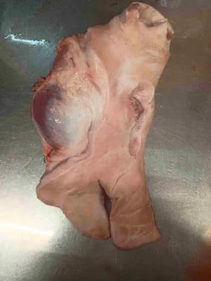 Frozen pork heads halfs