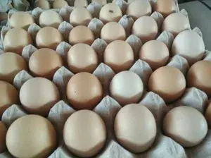 Fresh table eggs, grade A, M/L size, cage egg, white/brown