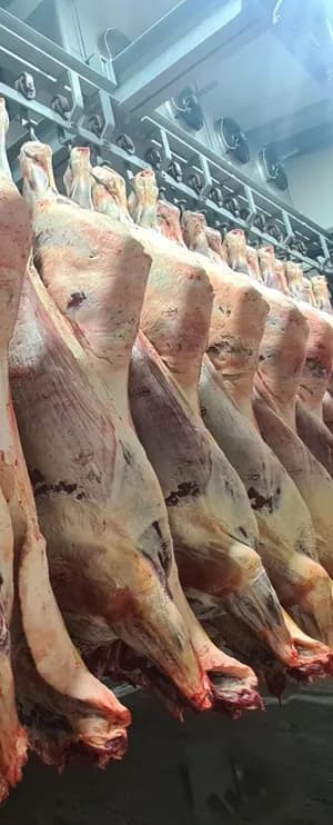 Hung horse carcasses