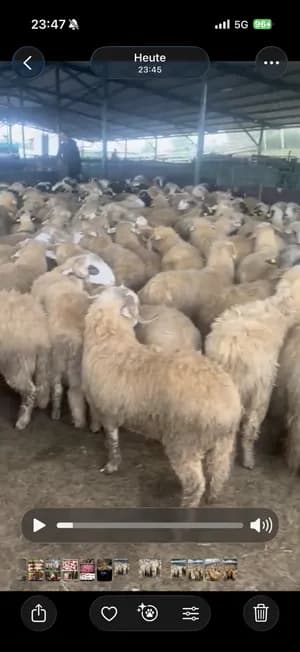 Ich verkaufe lebendige lämmer