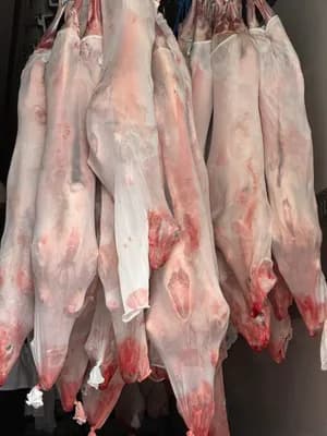 Frisch geschlachtete lämmer