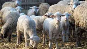 Live Lambs & Young Rams for Export