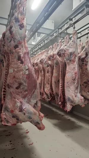 Frisch geschlachtete halal Kälber in Hälften