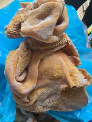 Frozen beef tripe with honeycomb - scalded, unbleached