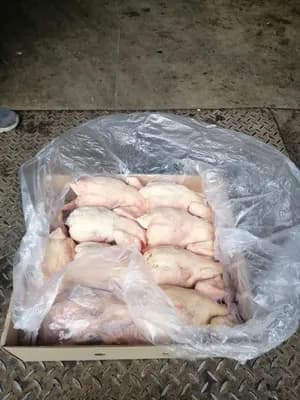 Frozen naked whole hens, for Africa