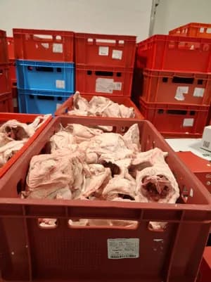 Chicken Caracases frozen box 10 kg