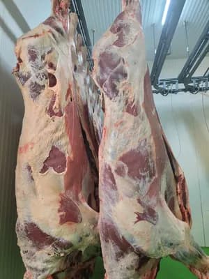 Bull carcass