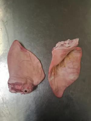 Frozen whole pork ears, polyblock, 21000kg, poland