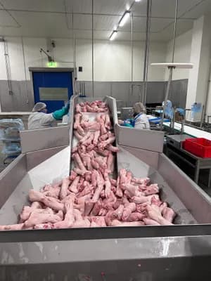 Pork Hind Feet - Frozen